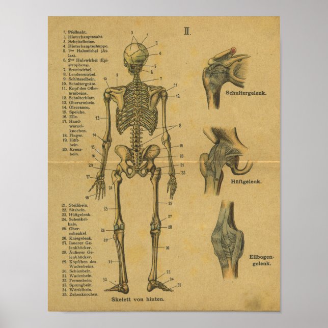 Vintage German Anatomy Impressão Skeleton (Frente)