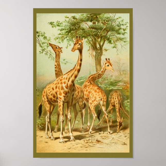 Vintage Girafas Comendo Folhas Impressão de Arte A (Frente)