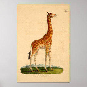 Vintage Giraffe Animal Art Impressão