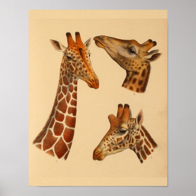 Vintage Giraffe Animal Art Impressão (Frente)