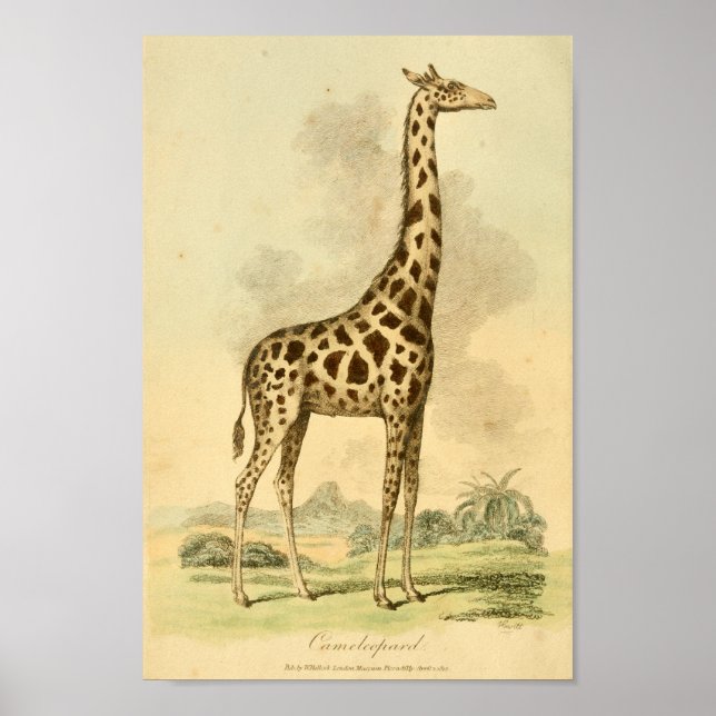 Vintage Giraffe Color Illustration Art Impressão (Frente)
