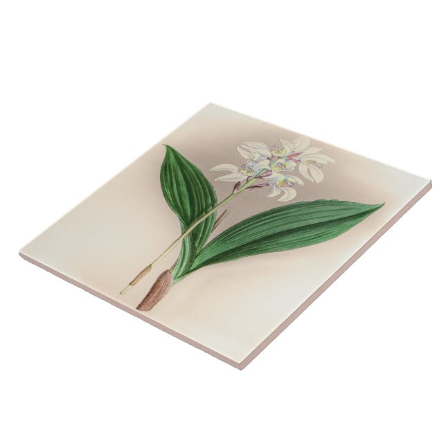 Vintage Govenia Deliciosa Orchid Flower (Lateral)