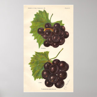 Vintage Graphics Poster