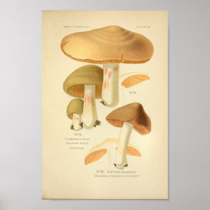 Vintage Green Mushrooms Art Impressão francês