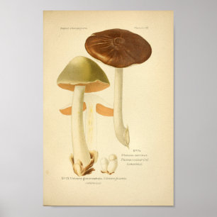 Vintage Green Mushrooms Art Impressão francês