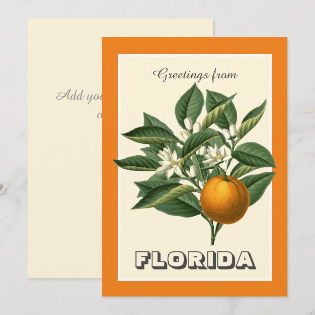 Vintage Greetings from Florida Orange Fruit  (Frente/Verso)
