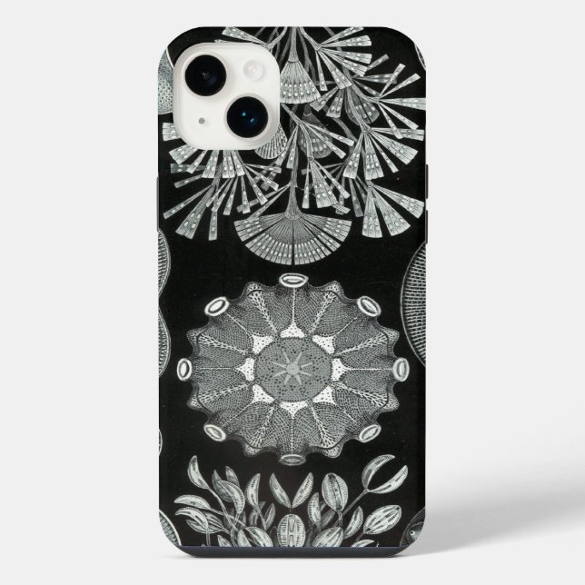 Vintage Haeckel (Verso)