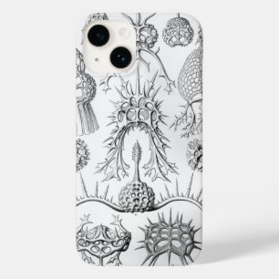 Vintage Haeckel