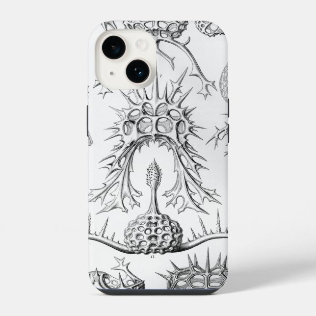 Vintage Haeckel (Verso)