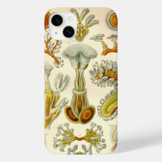 Vintage Haeckel