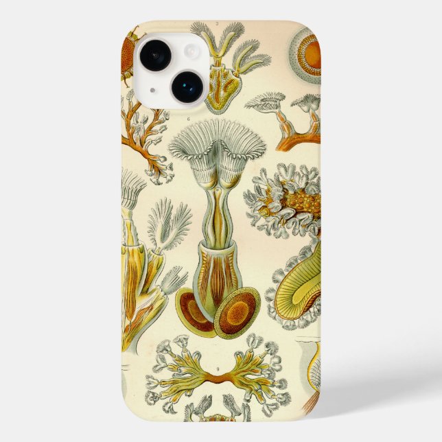 Vintage Haeckel (Verso)