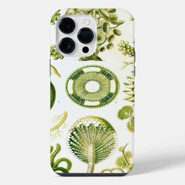 Vintage Haeckel (Verso)