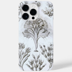 Vintage Haeckel