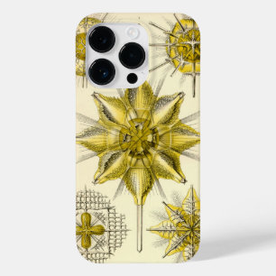 Vintage Haeckel