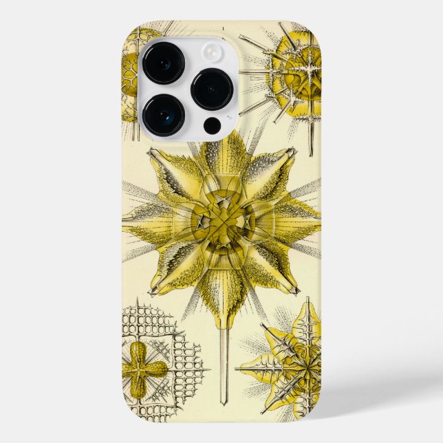 Vintage Haeckel (Verso)
