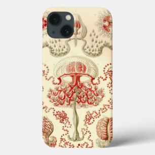 Vintage Haeckel Jellyfish