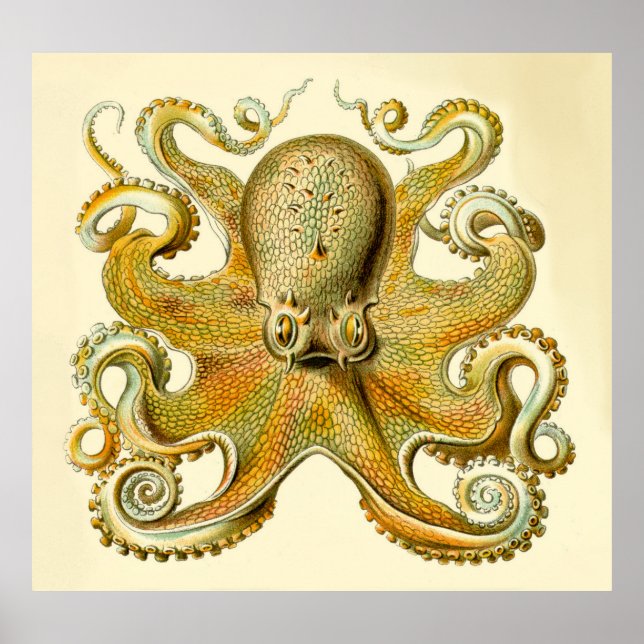 Vintage Haeckel Oversize Octopus Impressão (Frente)
