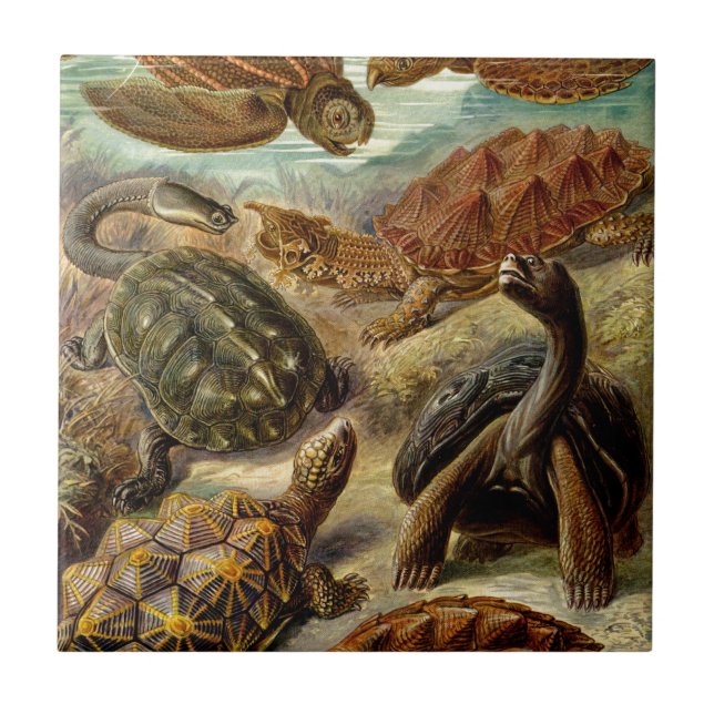 Vintage Haeckel Turtles (Frente)