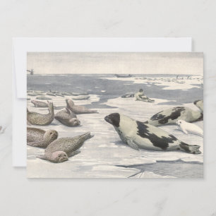 Vintage Harp Seals in Artic Snow (Focos de Harp no