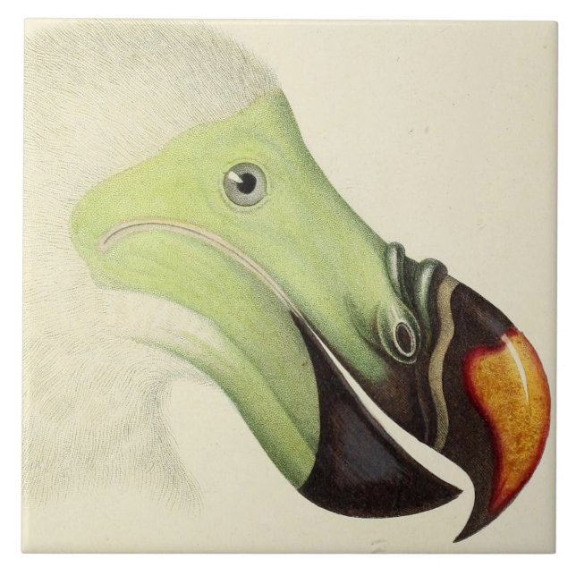 Vintage Head of a Dodo (Frente)
