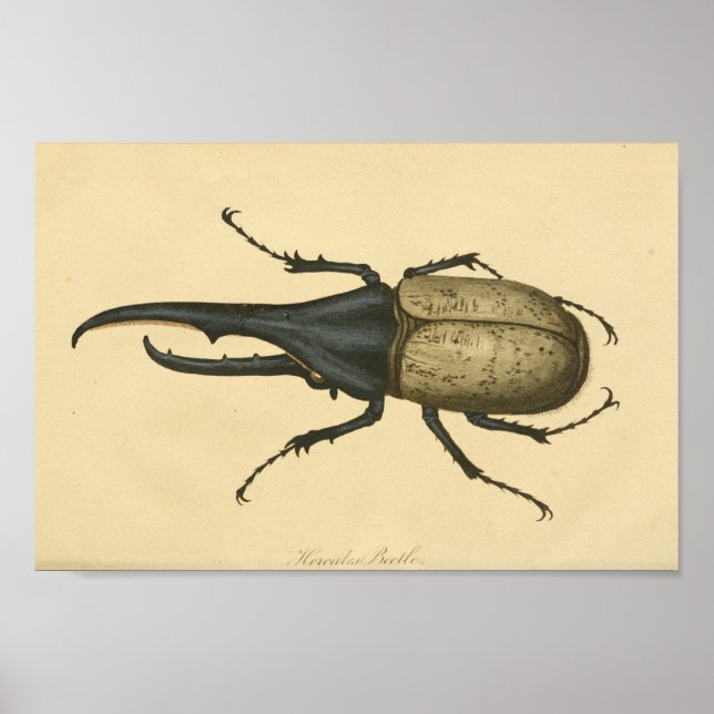 Vintage Hercules Beetle Natural History Impressão (Frente)