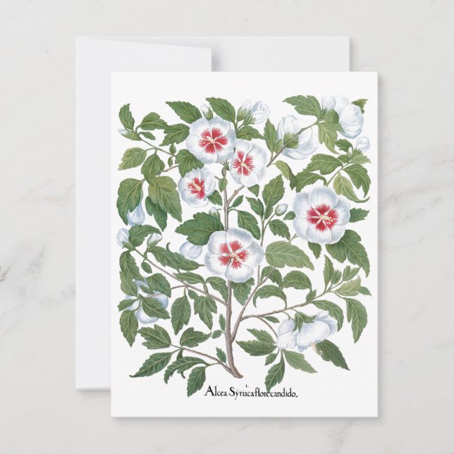 Vintage Hibiscus Flowers de Basilius Besler (Frente)