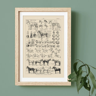 Vintage Horse Breeds & Anatomtic Chart Poster fran
