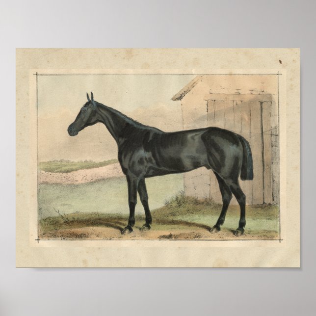 Vintage Horse Impressão 1873 Glengarry (Frente)
