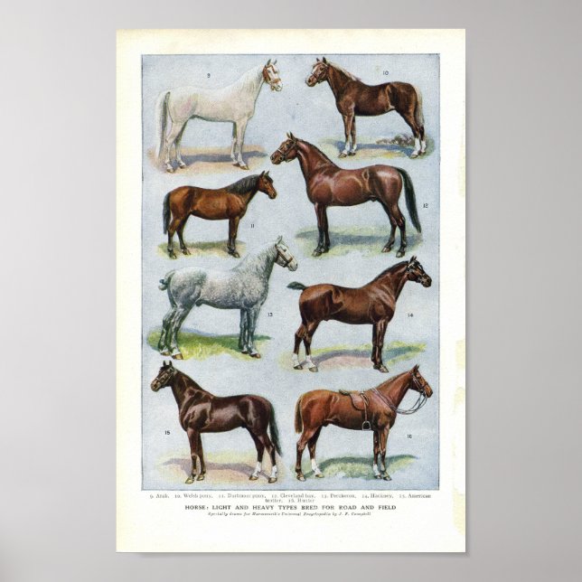 Vintage Horse Impressão 1908 Edwardian Breeds (Frente)
