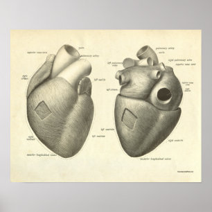 Vintage Human Anatomy Impressão Heart