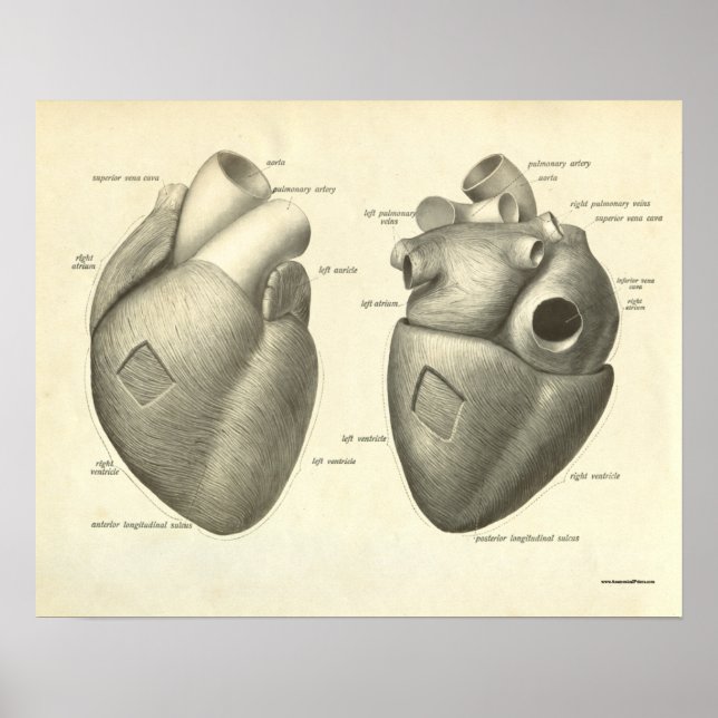 Vintage Human Anatomy Impressão Heart (Frente)