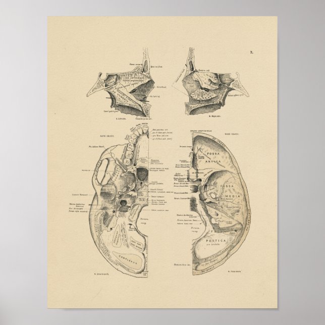Vintage Human Skull Bones 1880 Impressão (Frente)
