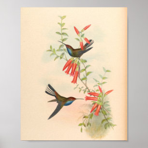 Vintage Hummingbird Art Bird Impressão Flores