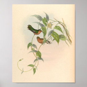 Vintage Hummingbird Art Bird Impressão Flores