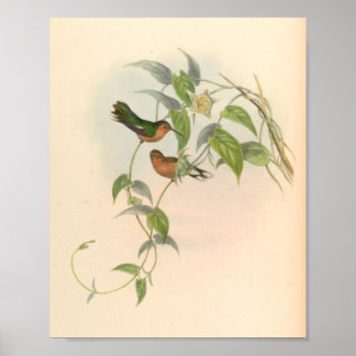 Vintage Hummingbird Art Bird Impressão Flores