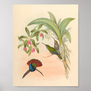 Vintage Hummingbird Art Bird Impressão Flores