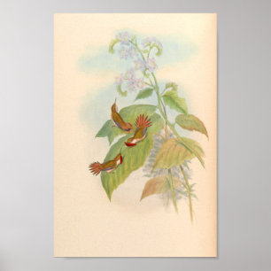 Vintage Hummingbird Art Bird Impressão Flores
