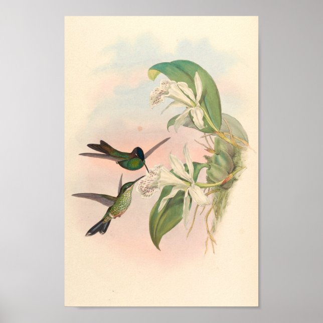Vintage Hummingbird Art Bird Impressão Flores (Frente)