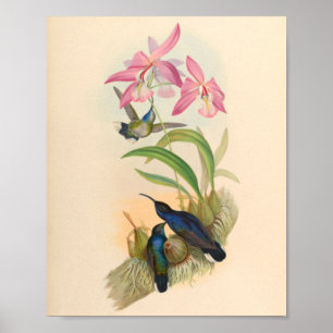 Vintage Hummingbird Art Bird Impressão Flores