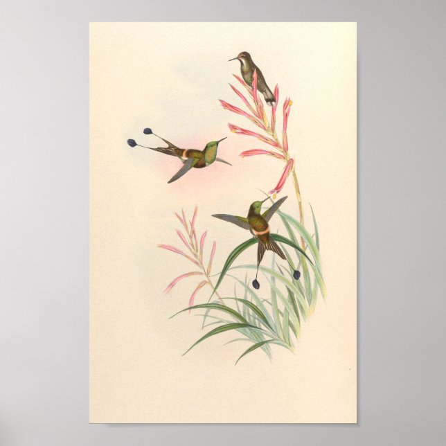 Vintage Hummingbird Art Bird Impressão Flores (Frente)