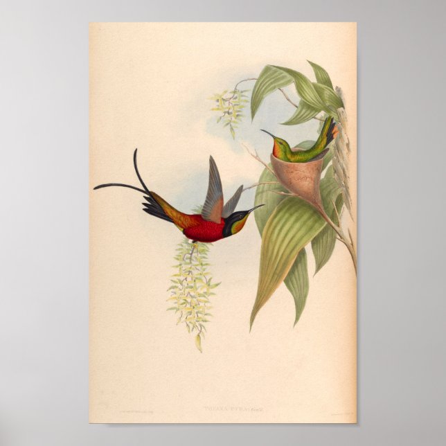 Vintage Hummingbird Art Bird Impressão Flores (Frente)