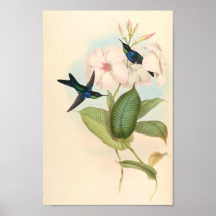 Vintage Hummingbird Art Bird Impressão Flores
