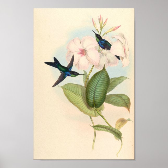 Vintage Hummingbird Art Bird Impressão Flores (Frente)