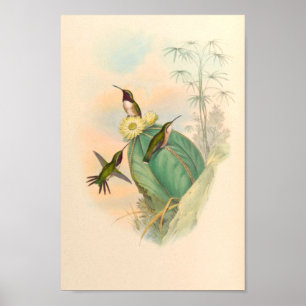 Vintage Hummingbird Art Bird Impressão Flores