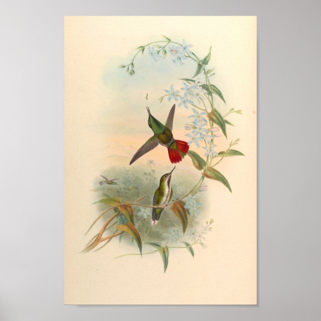 Vintage Hummingbird Art Bird Impressão Flores (Frente)