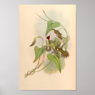 Vintage Hummingbird Art Bird Impressão Flores