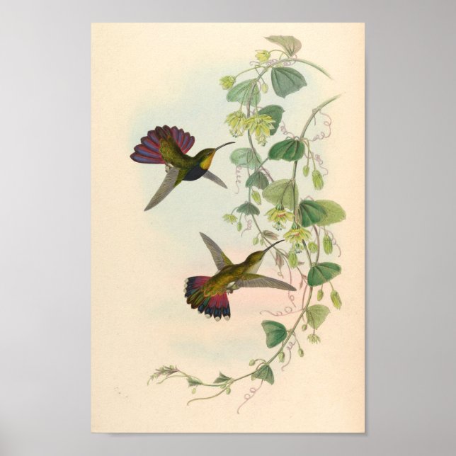 Vintage Hummingbird Art Bird Impressão Flores (Frente)