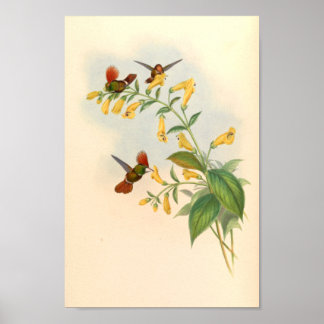 Vintage Hummingbird Art Bird Impressão Flores