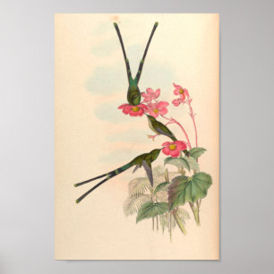 Vintage Hummingbird Art Bird Impressão Flores
