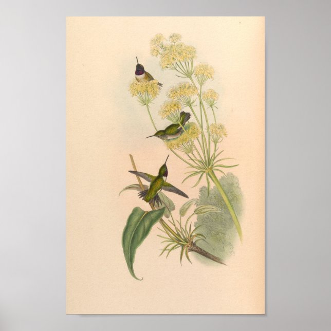Vintage Hummingbird Art Bird Impressão Flores (Frente)